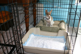 dog crate with potty area