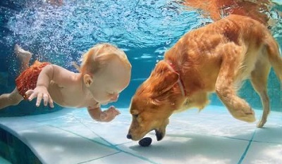 cute golden retriever puppies swimming