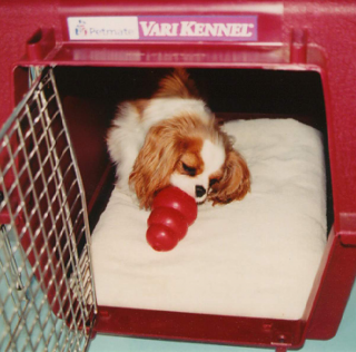sound proof dog crate