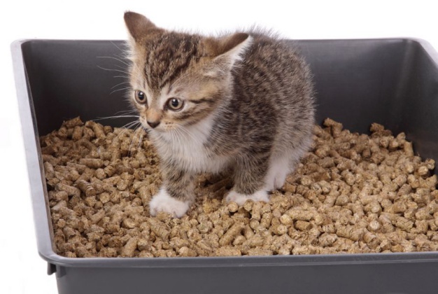 Stop kitten from Eliminating Outside the Litter Box