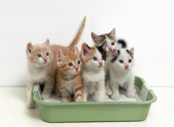 Things to Take Care of If You Have Multiple Kitties