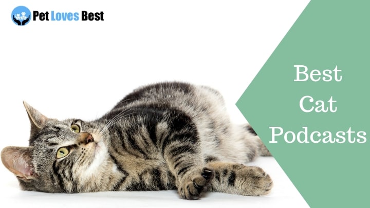 The 10 Best Cat Podcasts of 2023
