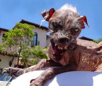three times ugly dog contest winner