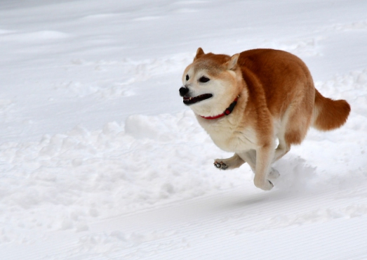 shiba inu Exercise Requirements