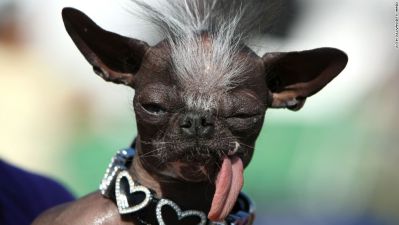 ugliest dog contest winner