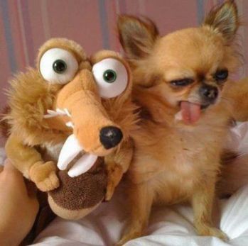 funny ugly dogs and ice age squirrel