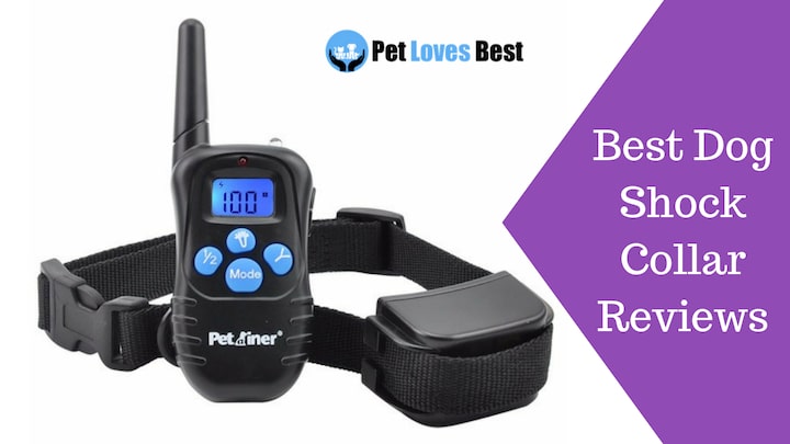 Featured Image Best Dog Shock Collar Reviews
