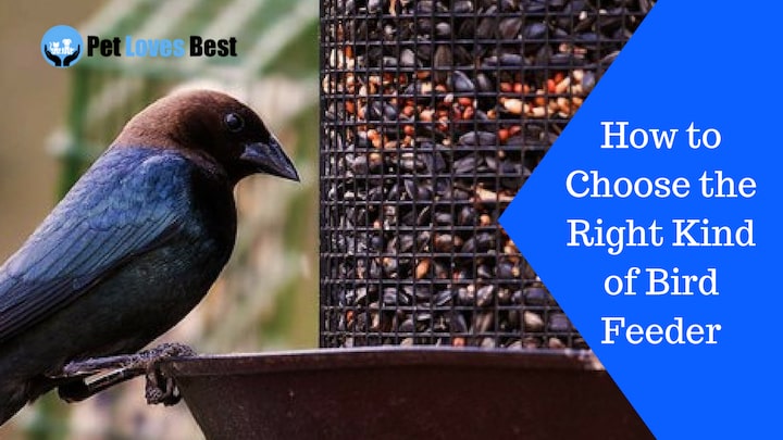Featured Image How to Choose the Right Kind of Bird Feeder