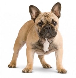 french dog dog breed overview