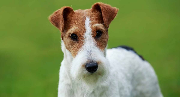 Fox Terrier Breed Basic Features