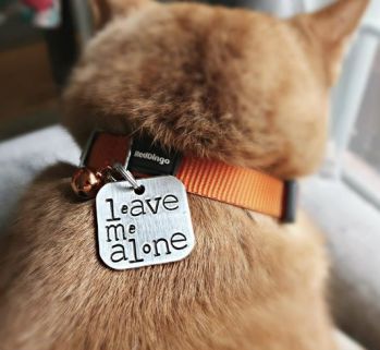 best cat collar tags