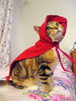 kitten dressed as red riding hood