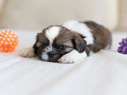 shih tzu pup on a couch