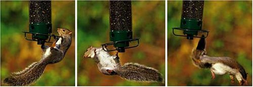 squirrel buster bird feeder