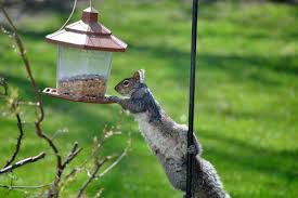 bird feeder squirrel proof