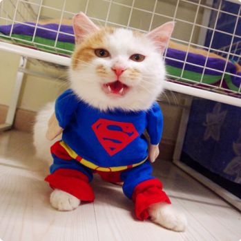 cat costume superhero from DC comics
