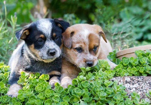 adopting australian cattle puppies