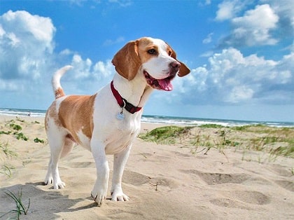 Beagle on beach