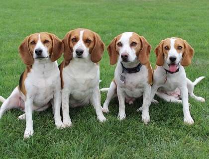 Beagles in park