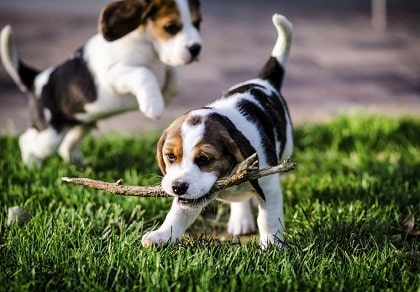 Beagle pups playing