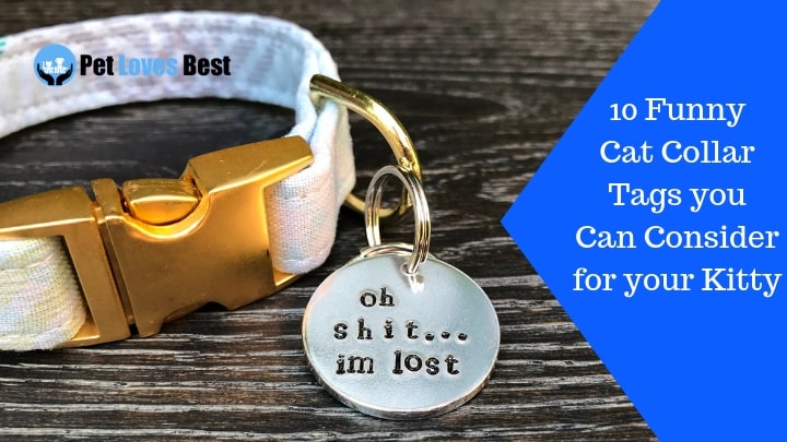 Featured Image 10 Funny Cat Collar Tags you Can Consider for your Kitty