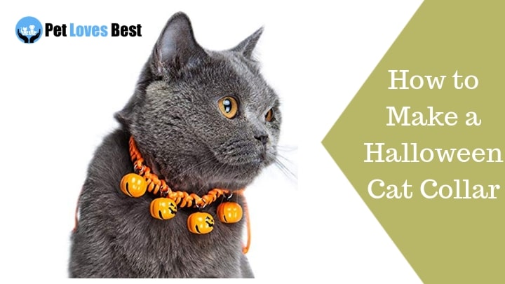 Halloween Cat Collar – How to Make a Halloween Cat Collar in 2023