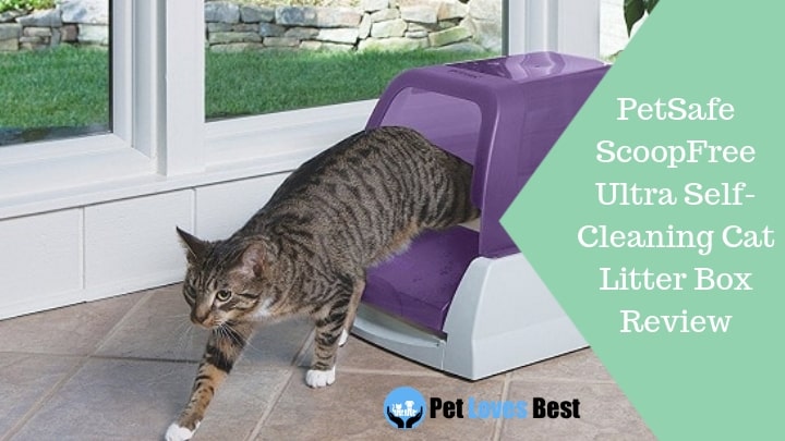 Featured Image PetSafe ScoopFree Ultra Self-Cleaning Cat Litter Box Review