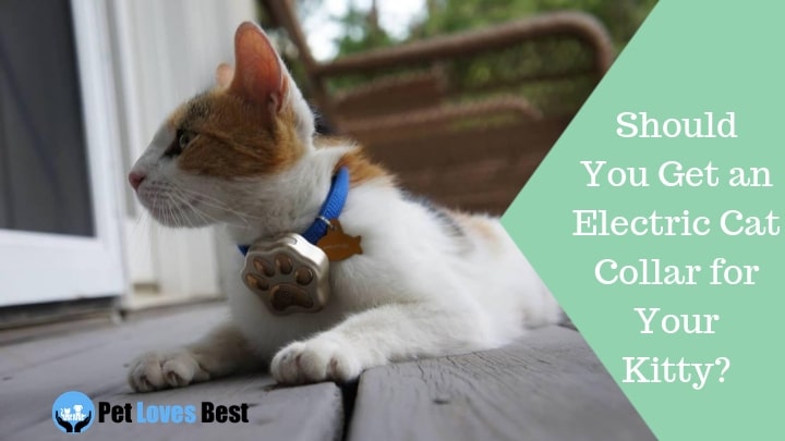 Featured Image Should You Get an Electric Cat Collar for Your Kitty?