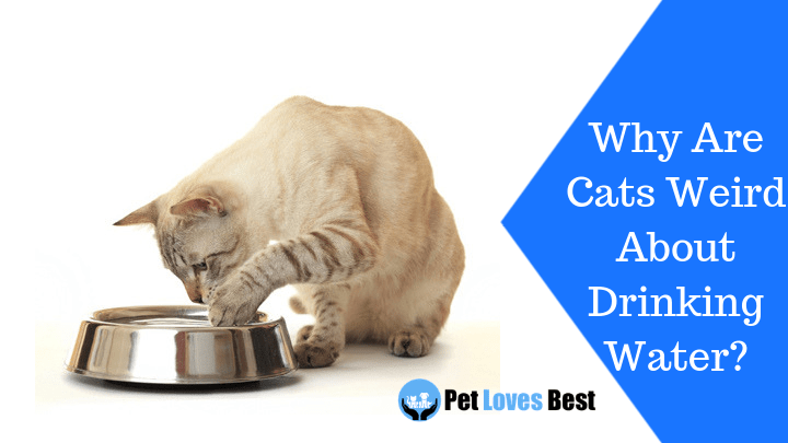Featured Image Why Are Cats Weird About Drinking Water?