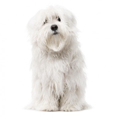 Maltese Dog Breed Overview