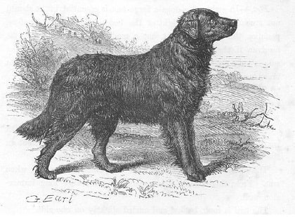 Newfoundland Dog Breed Origin