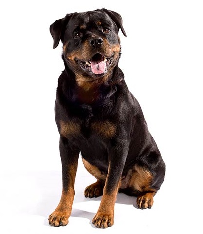 Rottweiler Dog Breed Overview