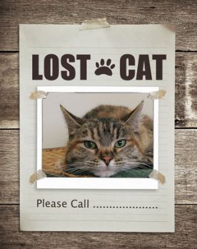 find a lost cat outdoor
