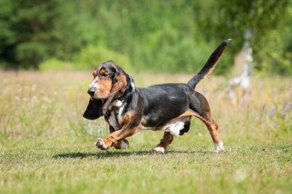basset hound health problems