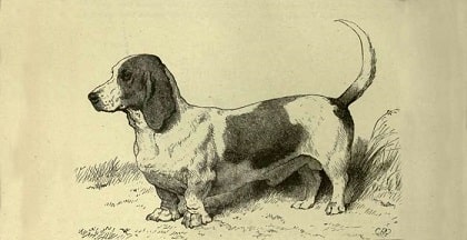 basset hound history