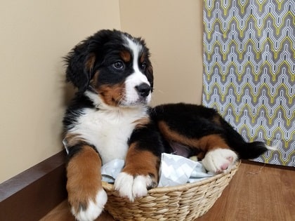 bernesed mountain dog in a basket
