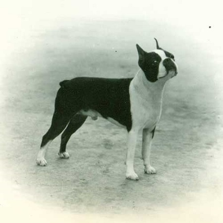 boston terrier history