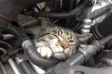 cat stuck in the car engine