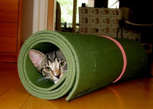 cute cat in the mat
