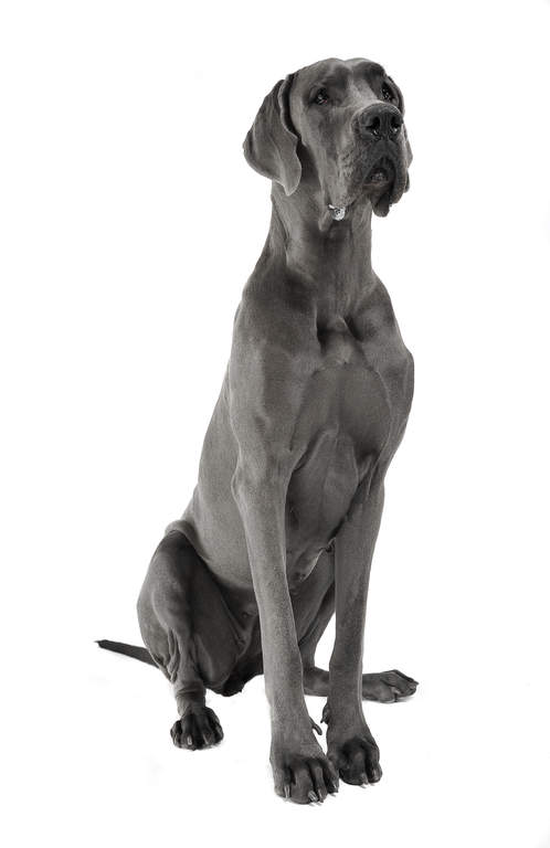 Great Dane Dog Breed Overview