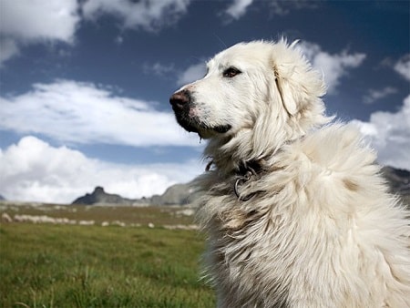 great pyrenees basic features