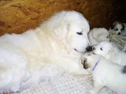 great pyrenees with her pups
