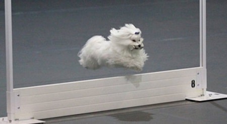 maltese running over the obstacle