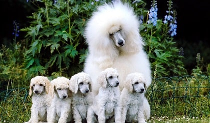 poodle and her pups