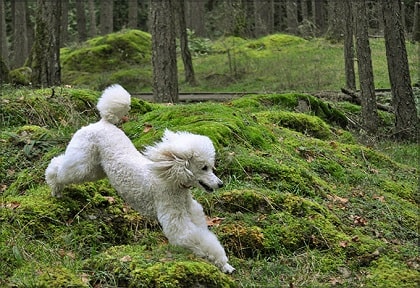 poodle in wild