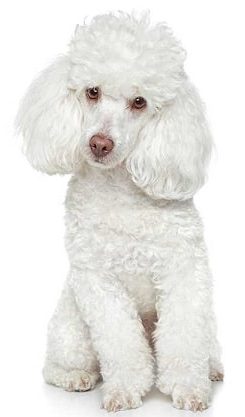 poodle dog breed overview