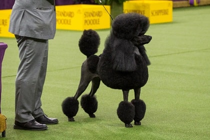 poodle in a show
