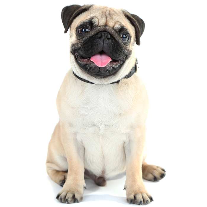 Pug Dog Breed Overview