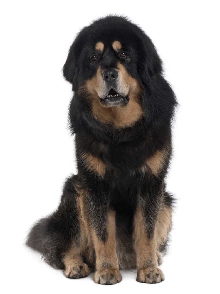 Tibetan Mastiff Dog Breed Overview