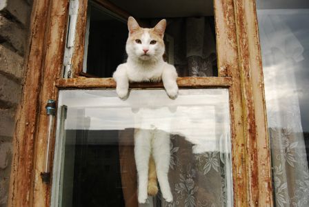 cute cat escaping from window